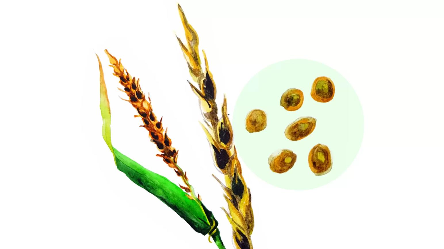 Твёрдая головня пшеницы