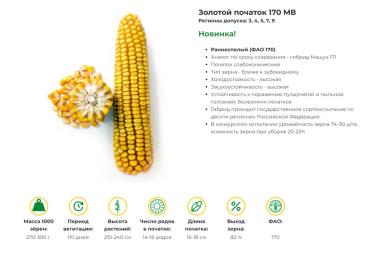 Золотой початок 170 МВ