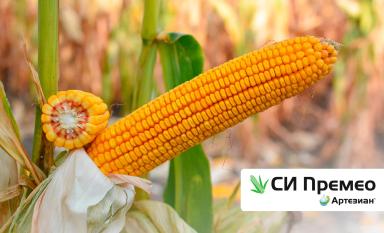 Гибриды кукурузы бренда АРТЕЗИАН™: когда генетика «запрограммирована» на успех