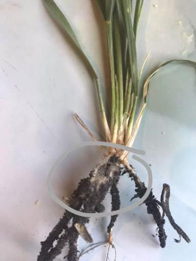 Вопросы из чатов: что с посевами?