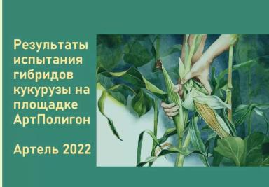 Алгоритм выбора гибрида кукурузы