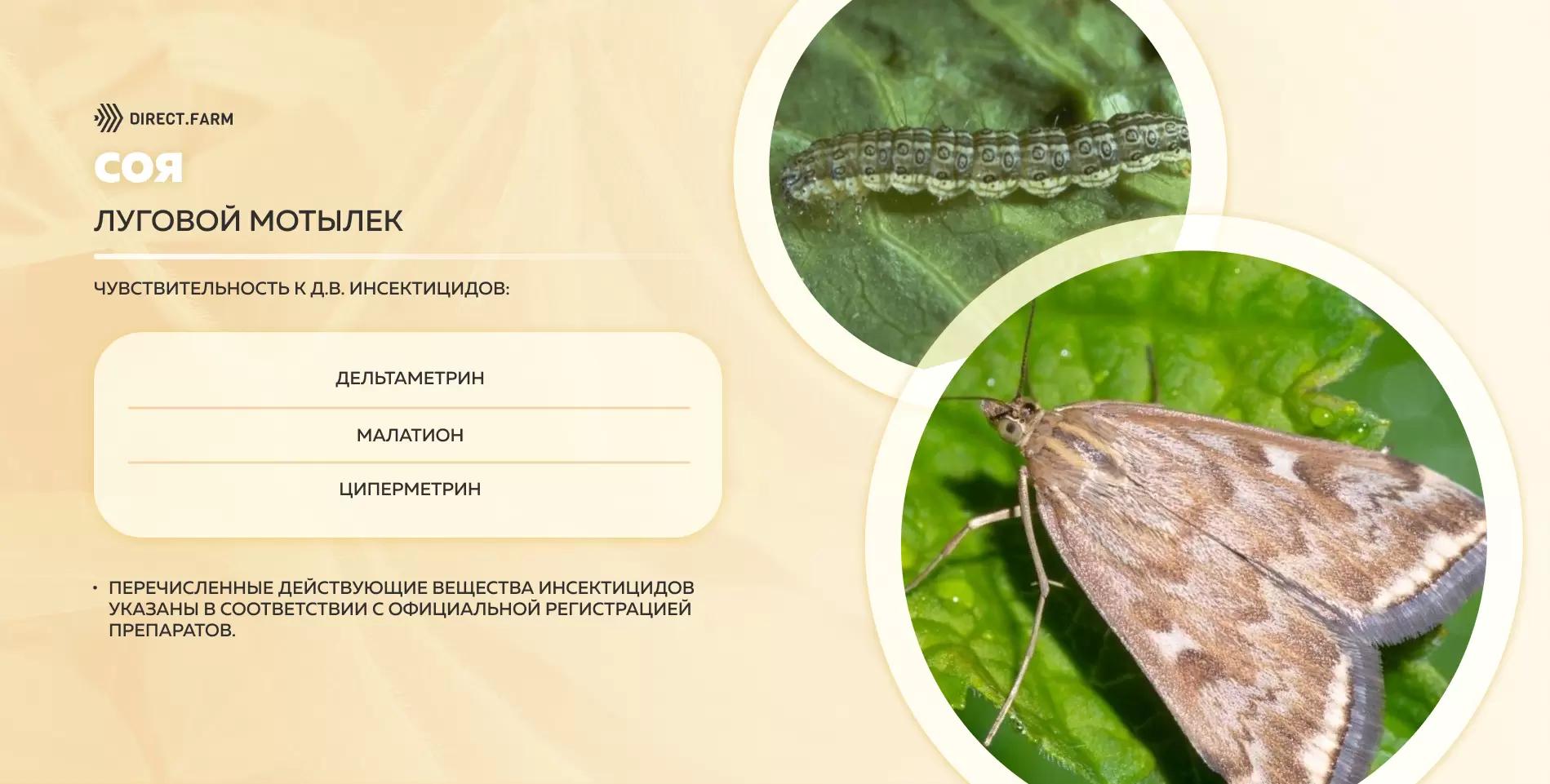 Шпаргалка д.в. против лугового мотылька