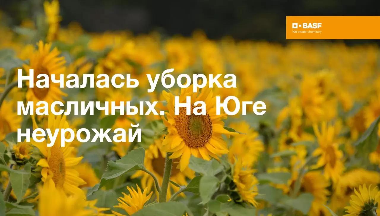 Главные новости масличных