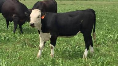 Сеноконвертер