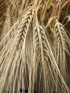 Озимый ячмень сорт Звон