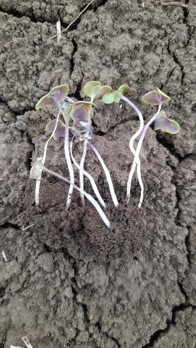 Здравствуйте. Что может быть с горчицей?