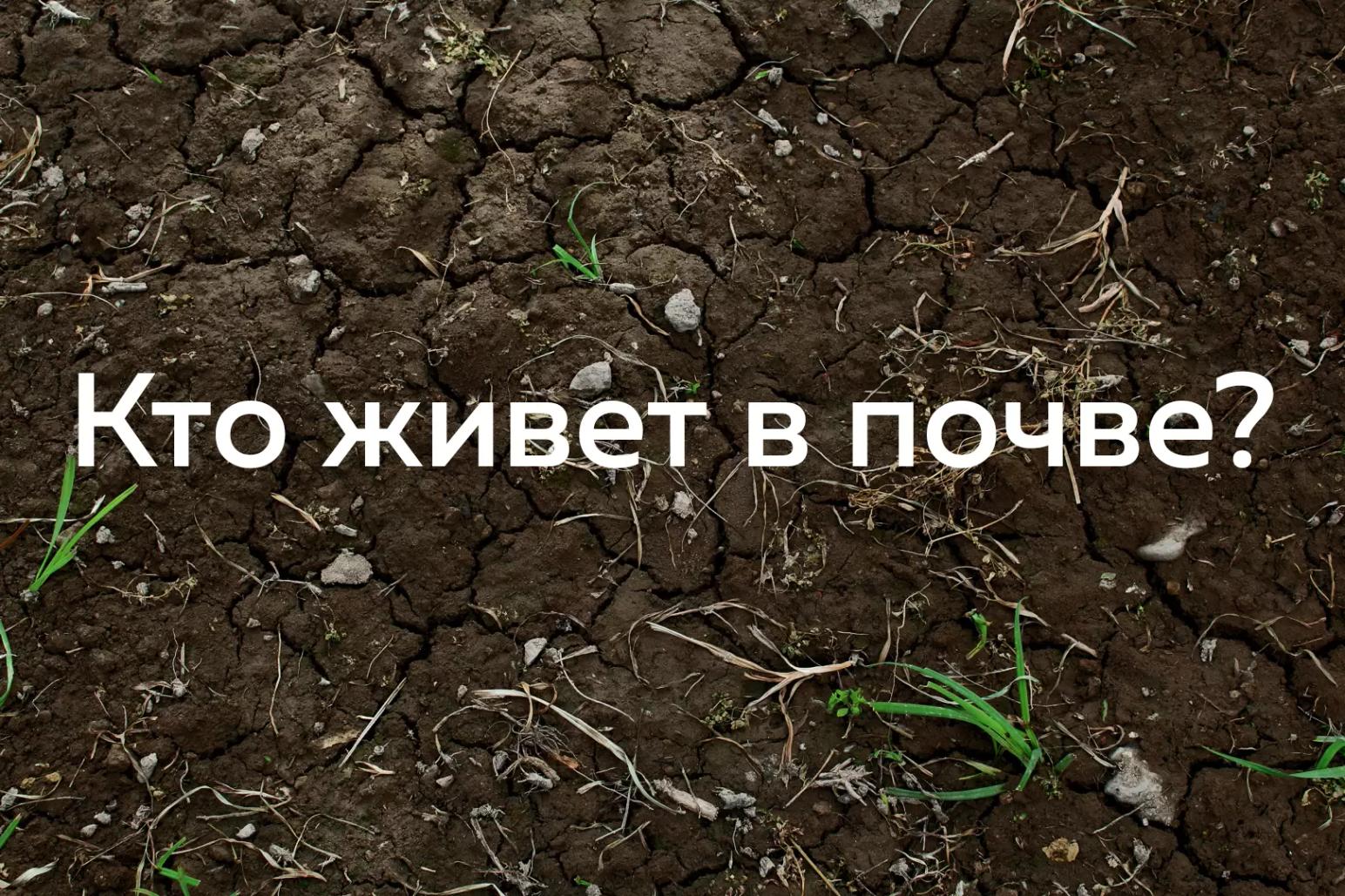 Состав почвенной биоты