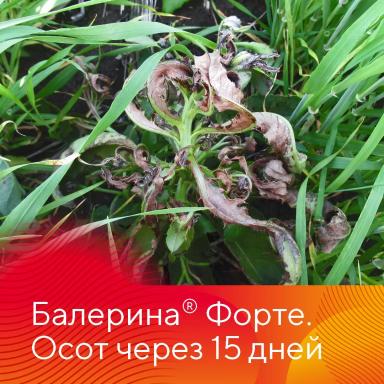 Защита озимых зерновых культур от сорняков