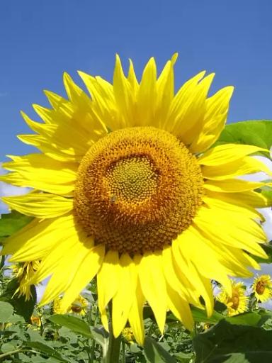 ЛГ 50521 КЛП подсолнечник Лимагрейн