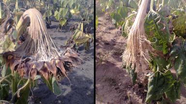 Склеротиниоз (белая гниль) подсолнечника