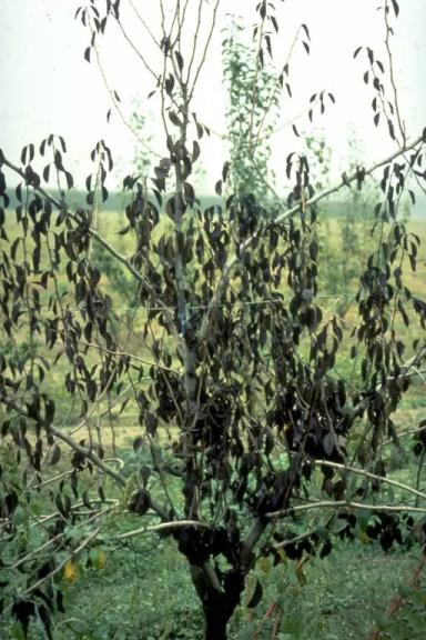 Истощение груши (фитоплазменное заболевание)