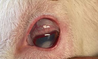 Вопросы из чатов: как организовать лечение глаз у коз?