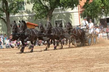 Кладрубская порода 