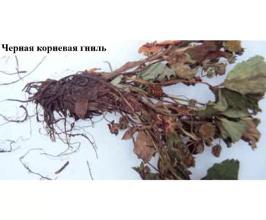 Проблемы выращивания земляники садовой – 10 ключевых причин