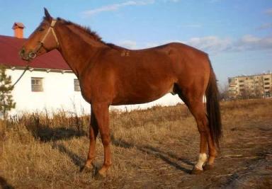 Кустанайская порода лошадей