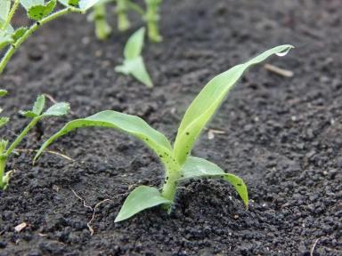 Просо волосовидное / раздвоенное