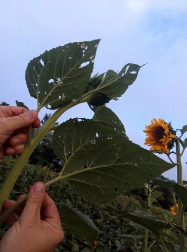 Внимание! Массовый лет Лугового мотылька