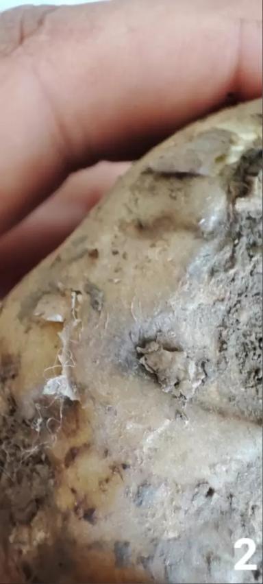 Стеблевая нематода и Луна® Транквилити