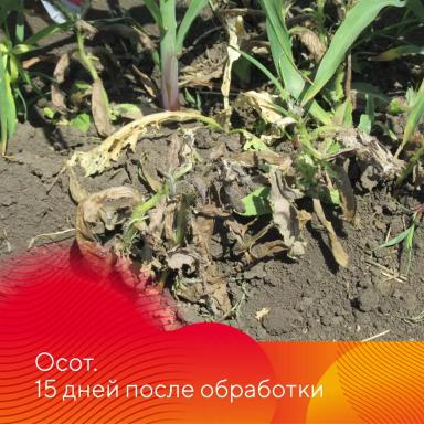 Результаты испытаний гербицида на кукурузе