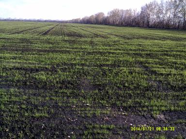 Подзимний посев миф или реальность.