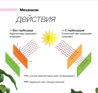 Лаудис®, ВДГ – гербицид для защиты кукурузы от сорняков