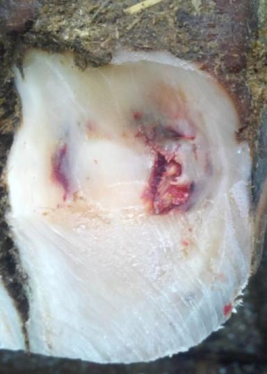 Кровоизлияние в подошве копытца у коровы