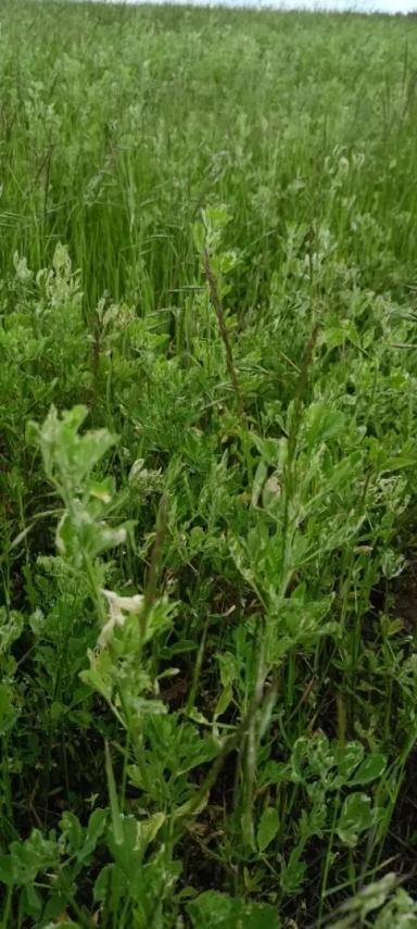 Люцерна повреждённая фитономусом