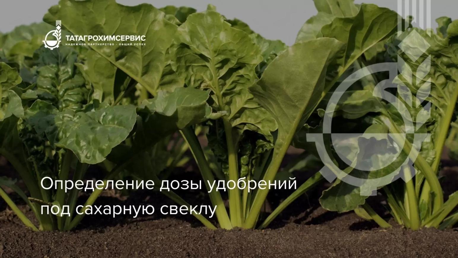 Определение дозы удобрений под сахарную свеклу