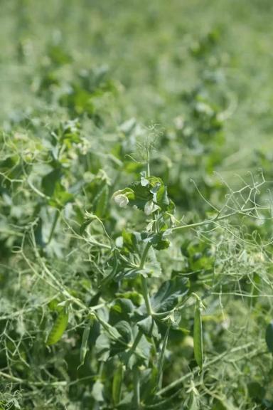 Вельвет (VELVET) сорт гороха посевного