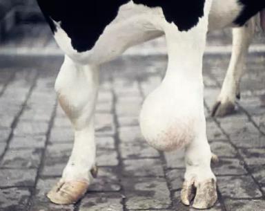 Гигрома запястного сустава КРС