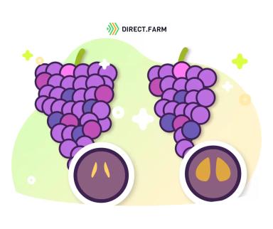 Регуляторы роста в подавлении развития семян винограда и ускорении развития ягод