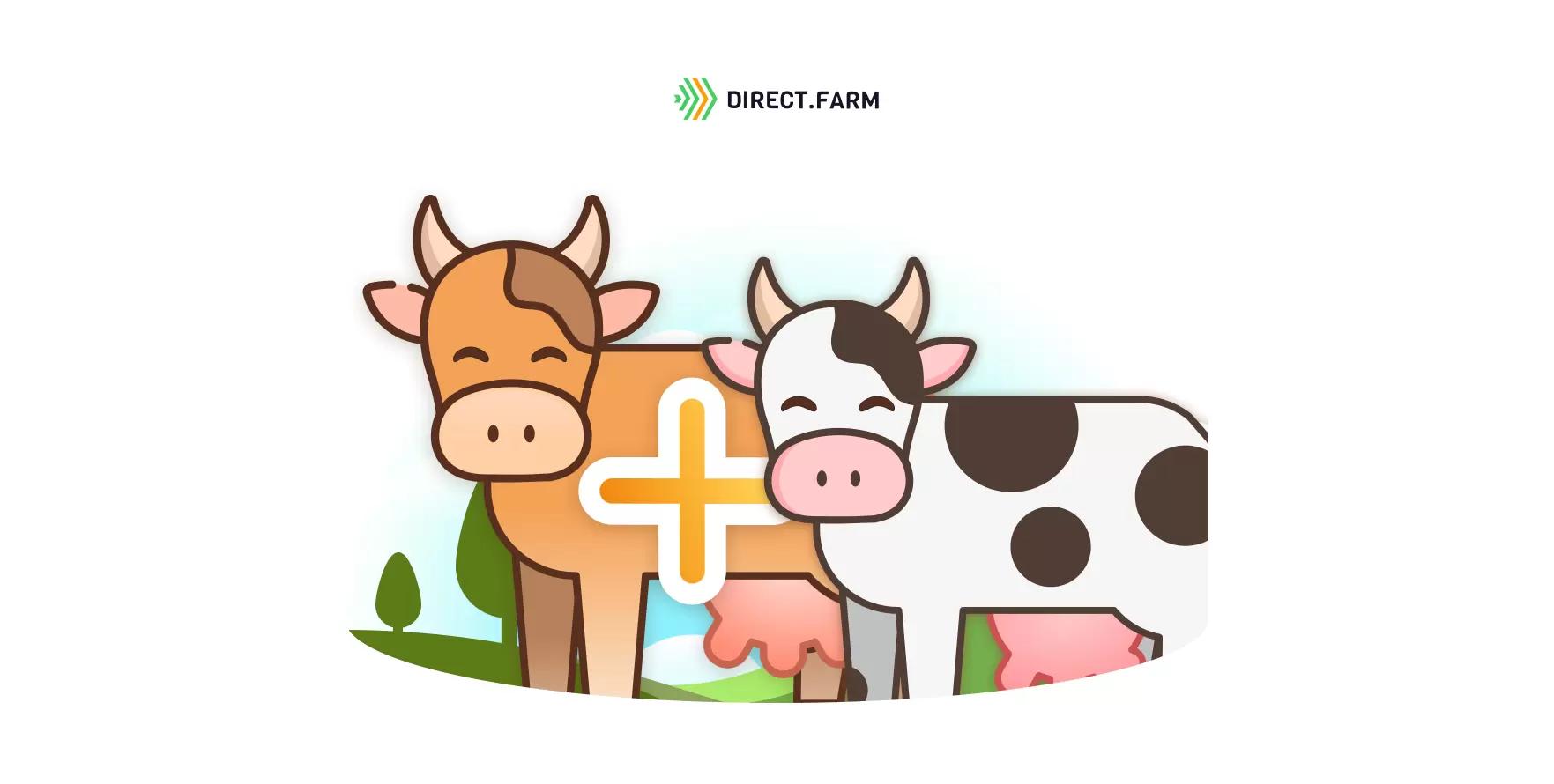 Гибрид коров голштинской породы с джерсейской