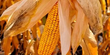 Снижение негативного влияния засухи на урожайность кукурузы