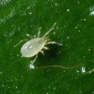 Энтомофаги для защиты растений от насекомых-вредителей