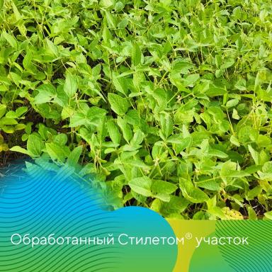 Стилет® против паутинного клеща на сое