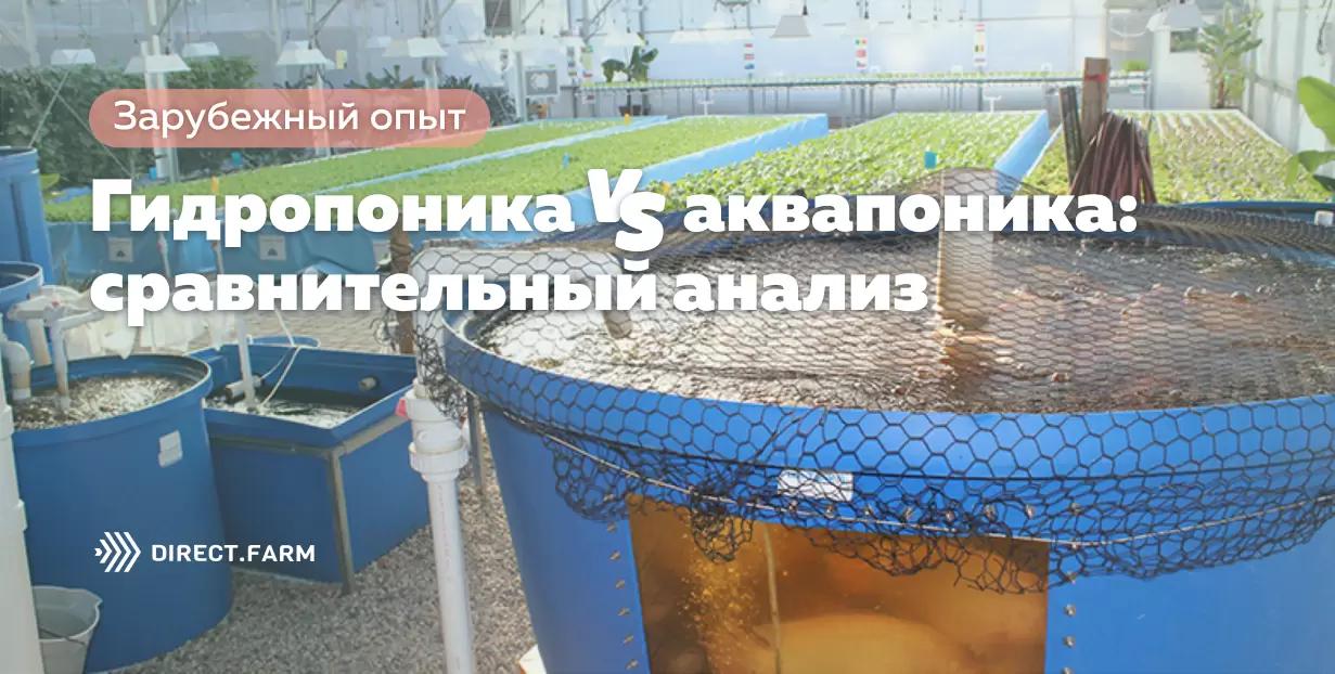 Гидропоника vs аквапоника: сравнительный анализ