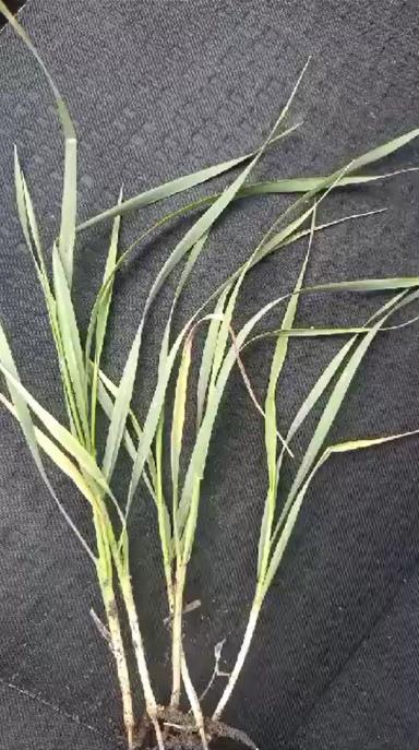 Вопросы из чатов: что с пшеницей?