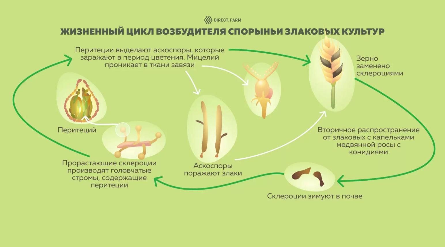 Введение о спорынье и ее содержание в злаках