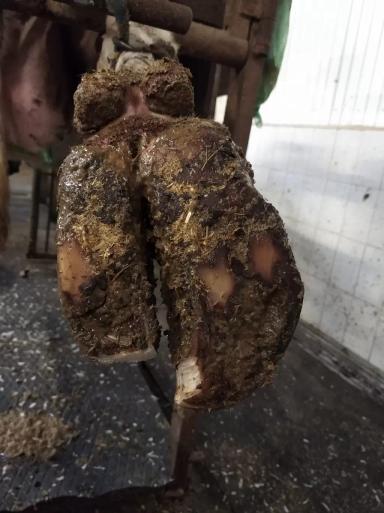 Гипертрофированное копытце