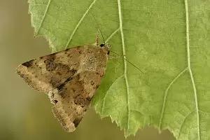 Люцерновая совка