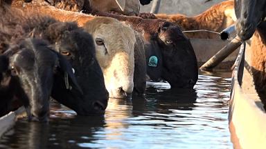Сравнение рентабельности эдильбаевской породы овец и других