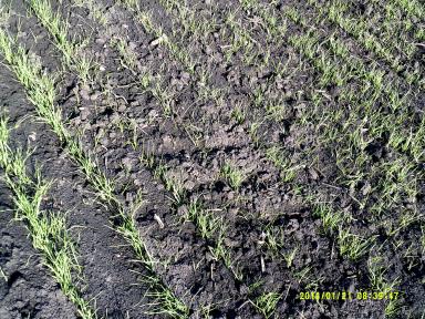 Подзимний посев миф или реальность.