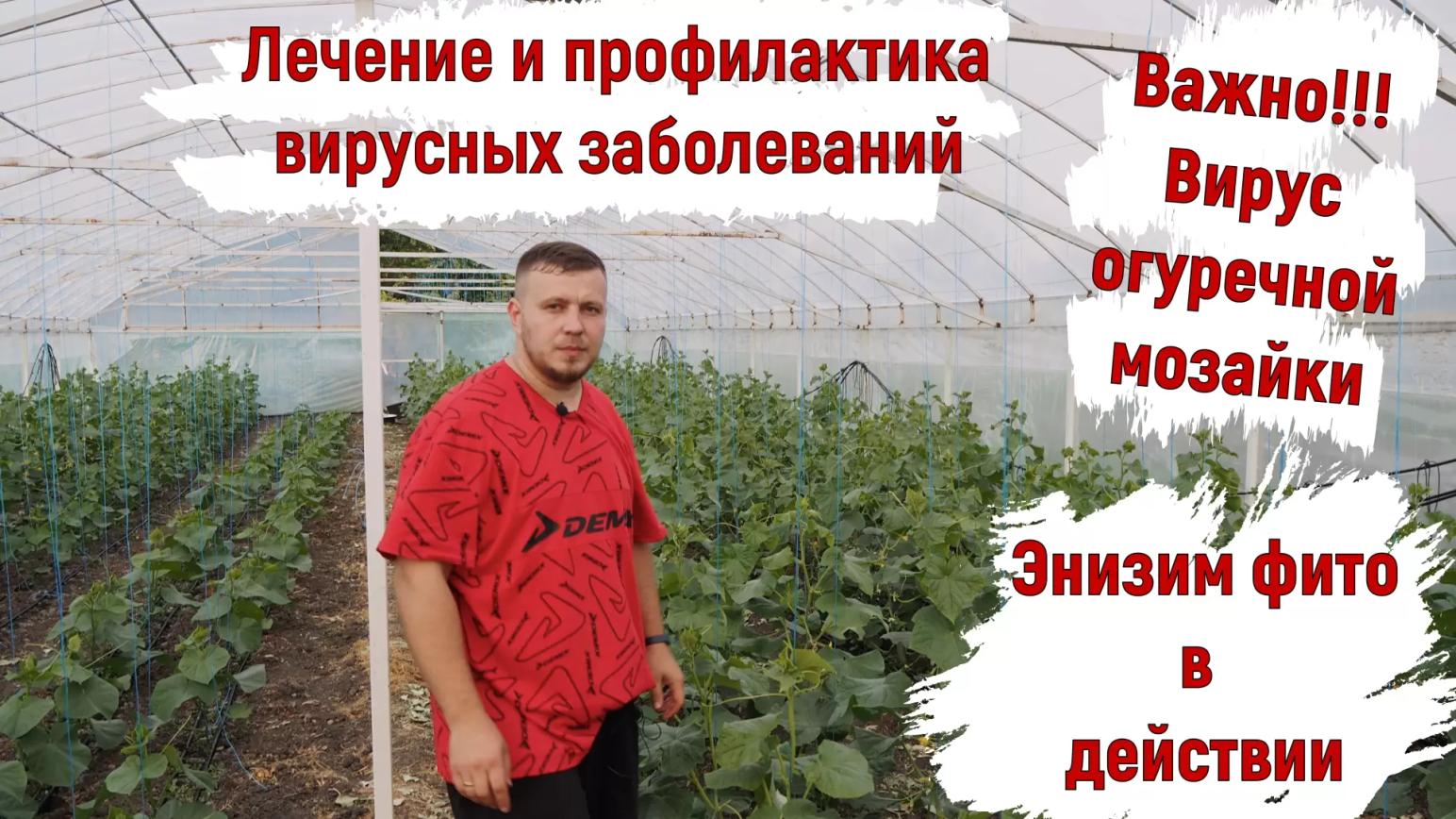 Борьба с вирусными заболеваниями на овощах