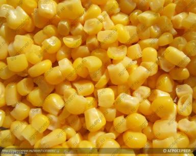 Кукуруза фуражная ГОСТ