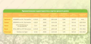 Новые сорта ярового рапса