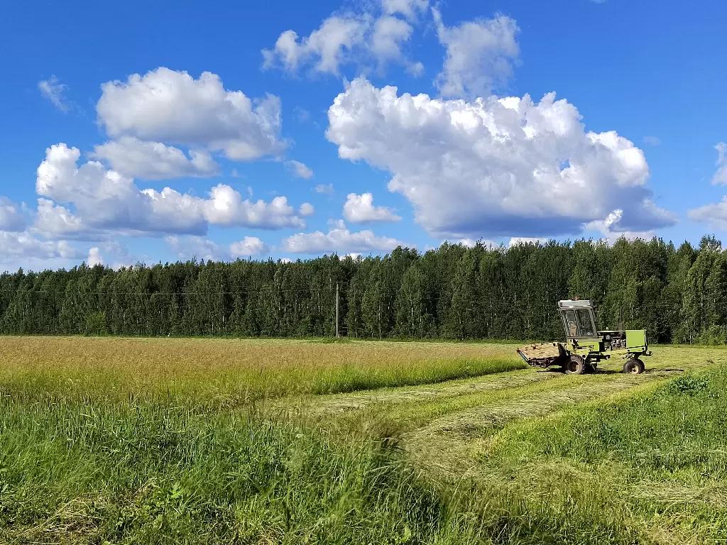 Как рассчитать потребность козы в сене на год (на зиму) для ЛПХ?