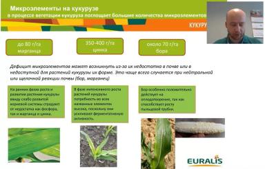 Особенности применения удобрений при возделывании кукурузы