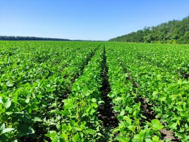 Эффективность обработки семян сои микробиологическим комплексом препаратов BIONA