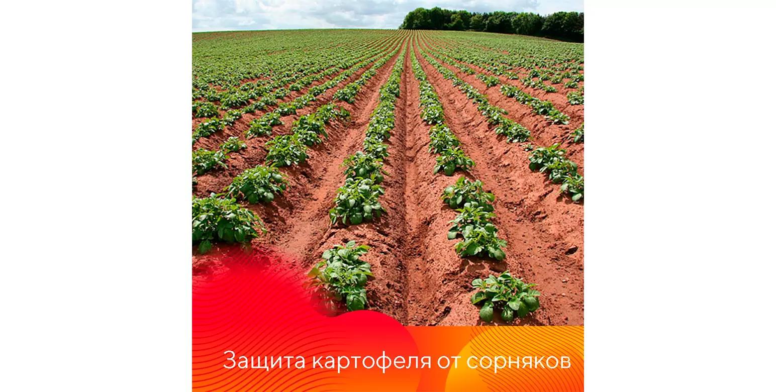 Защита картофеля от сорняков