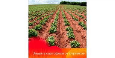 Защита картофеля от сорняков